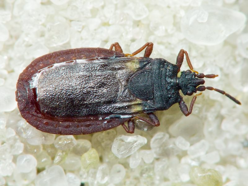 Aneurus (Aneurodes) avenius (Dufour, 1833)